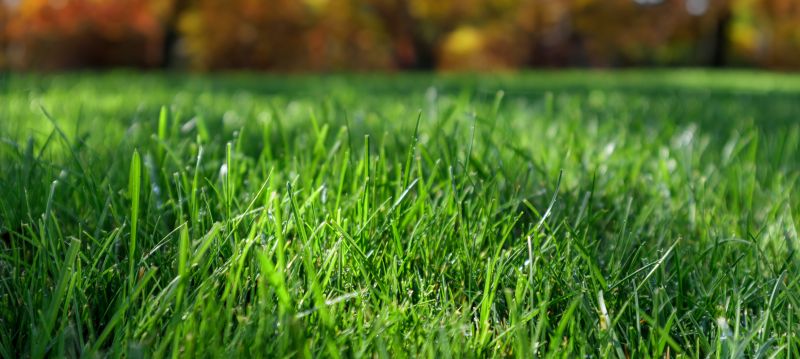 Healthy Fall Lawn
